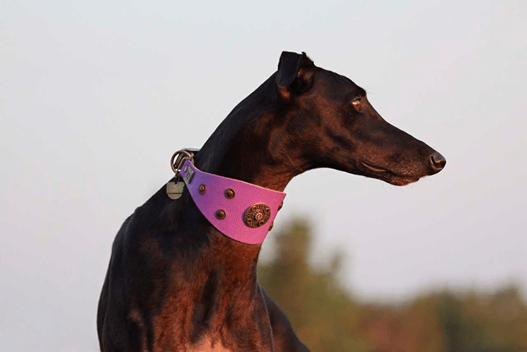 Basic Crystallized Sighthound Collar - BARCELONADOGS