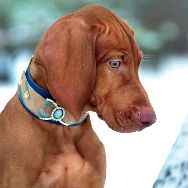Ivy Blue Dog Collar - BARCELONADOGS