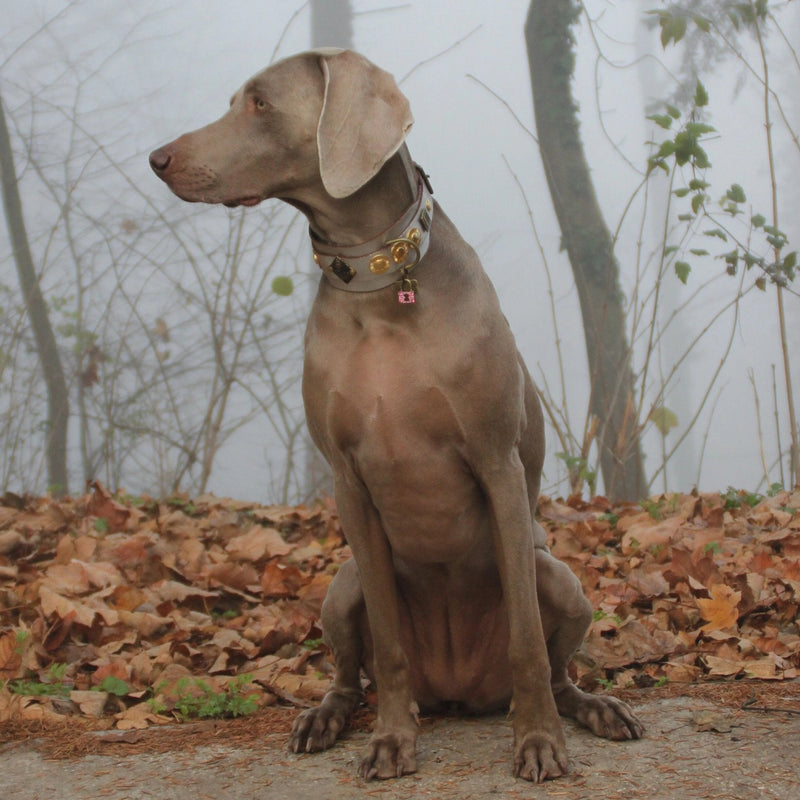 Buddha Silver Dog Collar - BARCELONADOGS