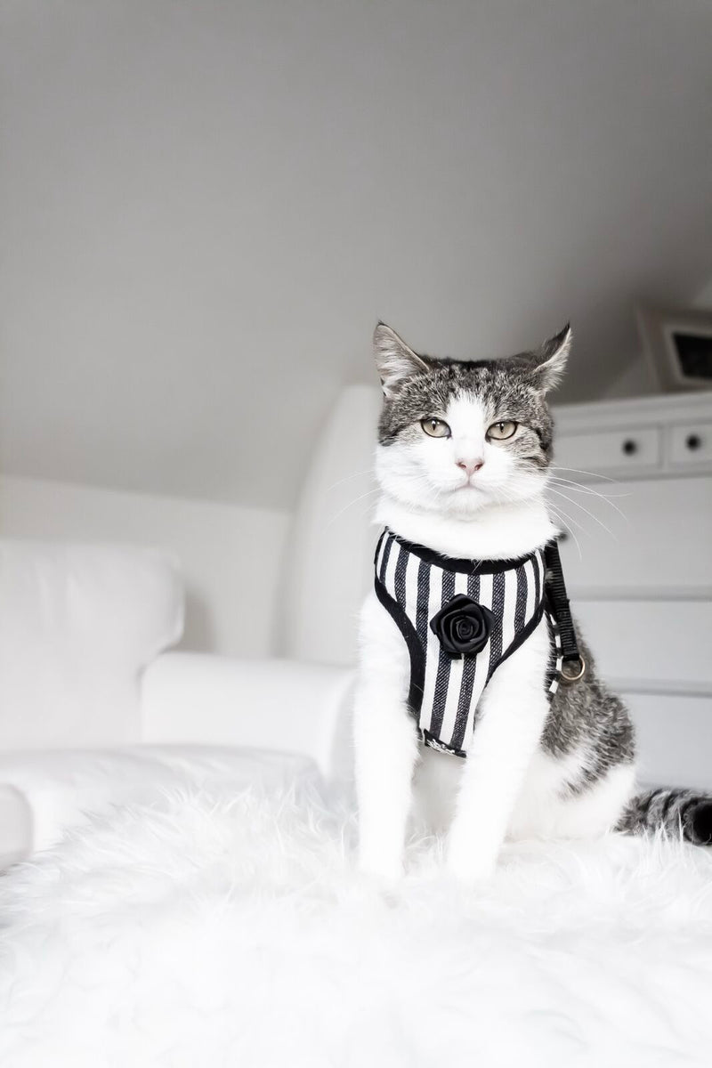 Striped Black & White Harness with Leash