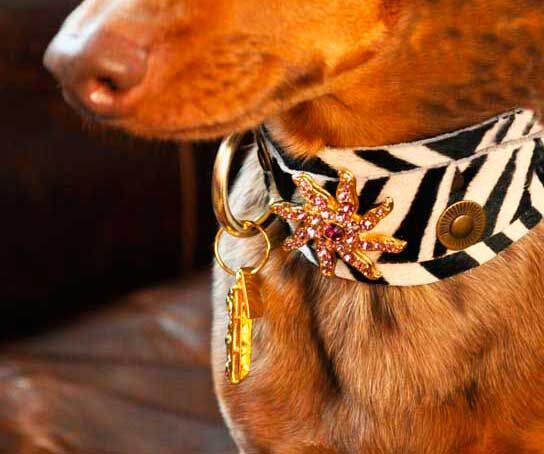 Zanzibar Starfish Dog Collar - BARCELONADOGS