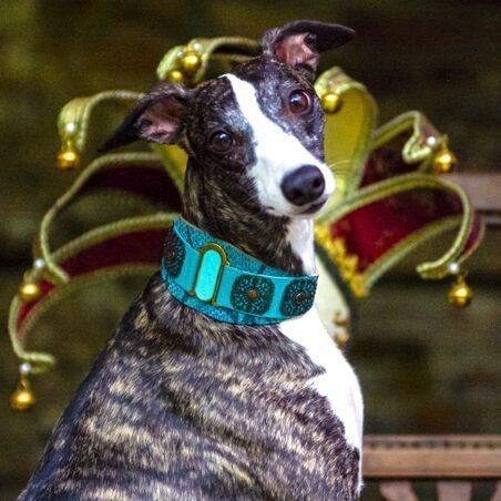 Lazaro Sighthound Collar - BARCELONADOGS
