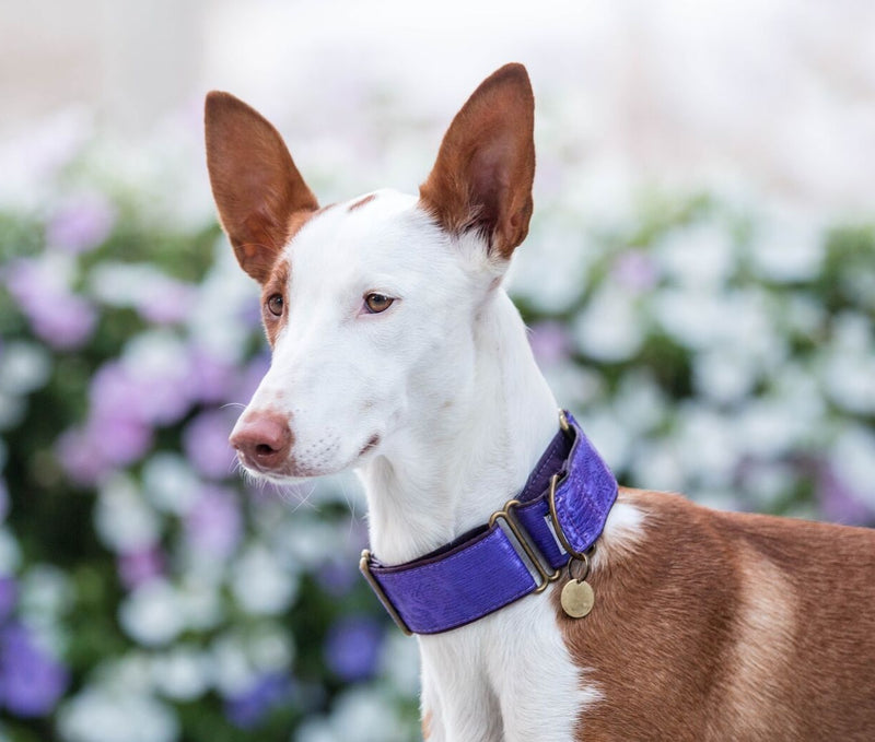 Extra Wide Martingale (28-50 cm) - BARCELONADOGS