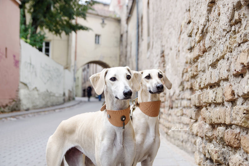 Shaqat Sighthound Collar - BARCELONADOGS