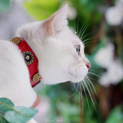 Olympia Cat Collar