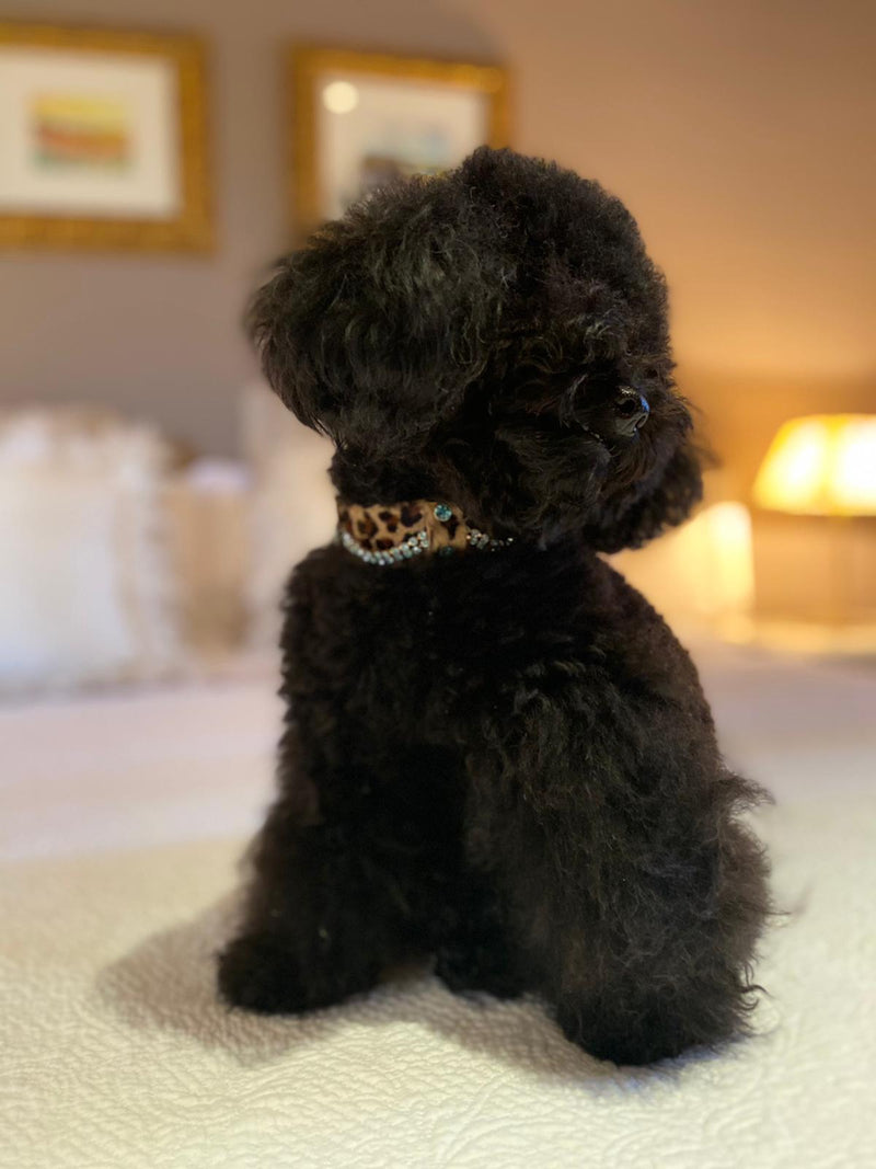 Collier de chien Sérendipité