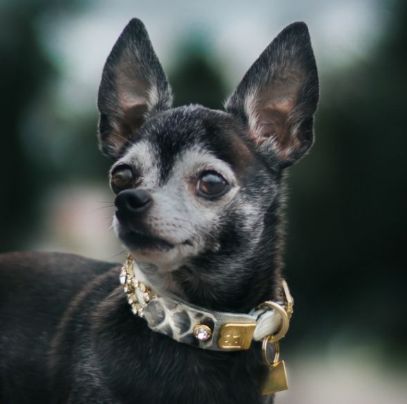 Tribal Rosette Snake Dog Collar - BARCELONADOGS