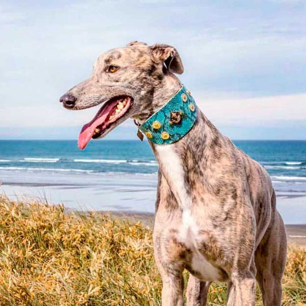 Collar Monedas de Buda - BARCELONADOGS