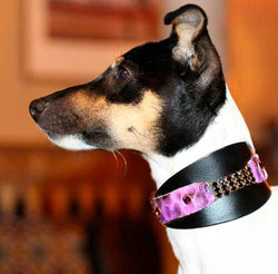 Black Swan Collar - BARCELONADOGS