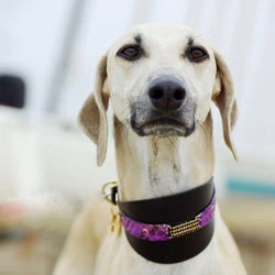 Fancy outlet greyhound collars
