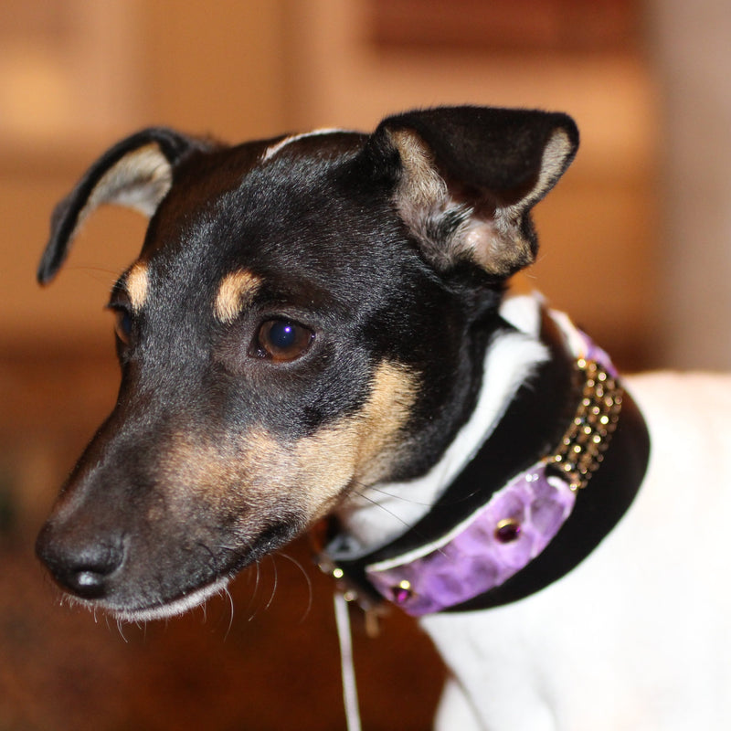 Black Swan Italian Greyhound Collar