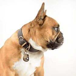 Braided Dog Collar - BARCELONADOGS