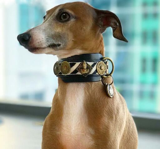 Designer Dog Collar for Italian Greyhound Poodle Whippet 