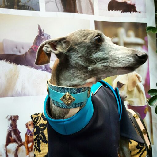 Buddha Salvaje Sighthound Collar - BARCELONADOGS