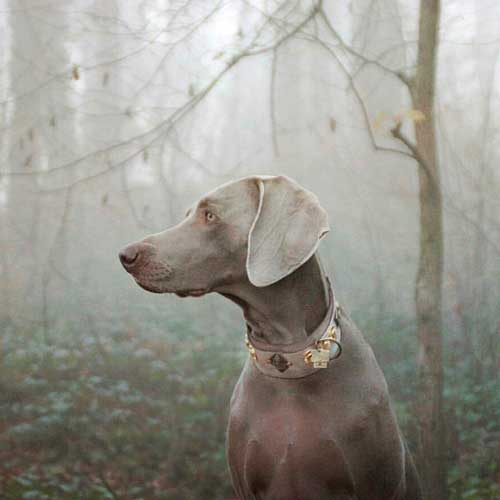 Buddha Silver Dog Collar - BARCELONADOGS
