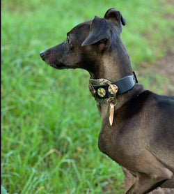 Buddha Paisley Italian Greyhound Collar