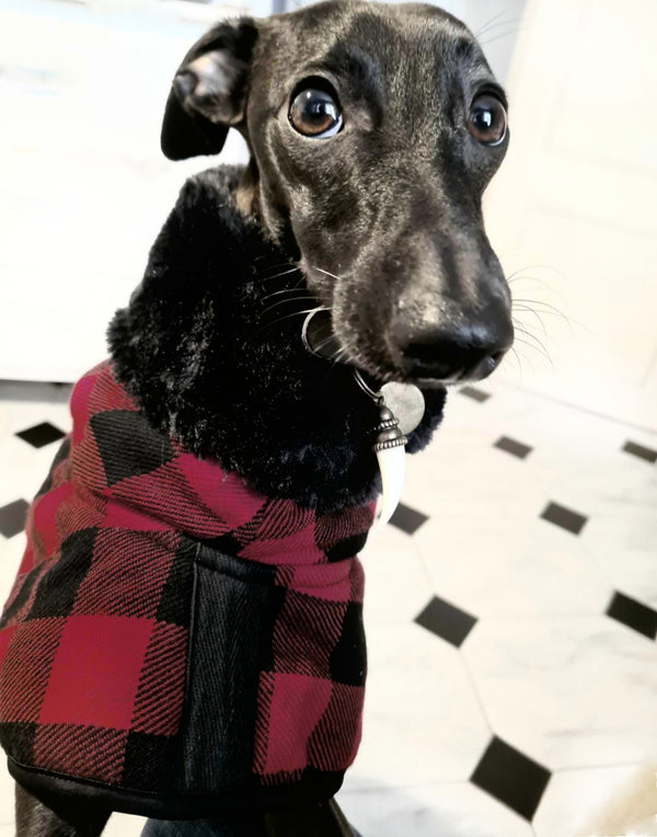 Buffalo Italian Greyhound Coat