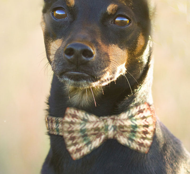 Burberrish Bowtie Dog Collar