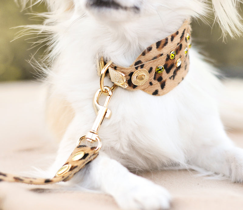 Louis Vuitton Large Dog Collar & Leash Set – The Don's Luxury Goods