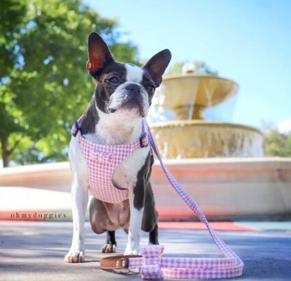 Pink Houndstooth Harness - BARCELONADOGS