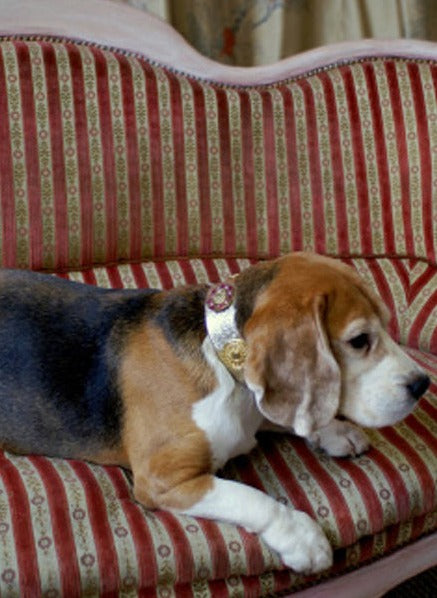 Beagle M wide collar