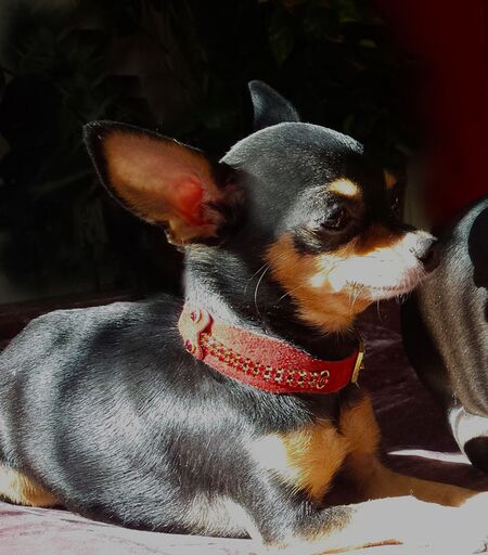 Serendipity Dog Collar - BARCELONADOGS