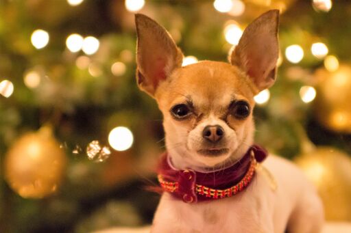 Serendipity Dog Collar - BARCELONADOGS