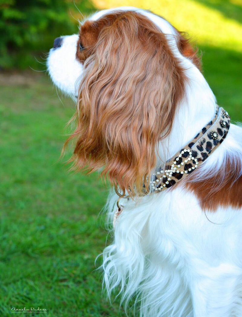 Karen Blixen Dog Collar - BARCELONADOGS