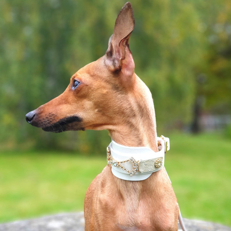 Divalicious Dog Collar
