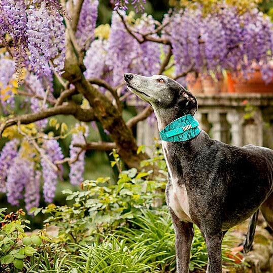 Elle Sighthound Collar - BARCELONADOGS