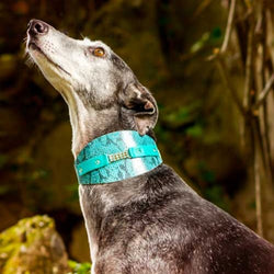 Elle Sighthound Collar - BARCELONADOGS