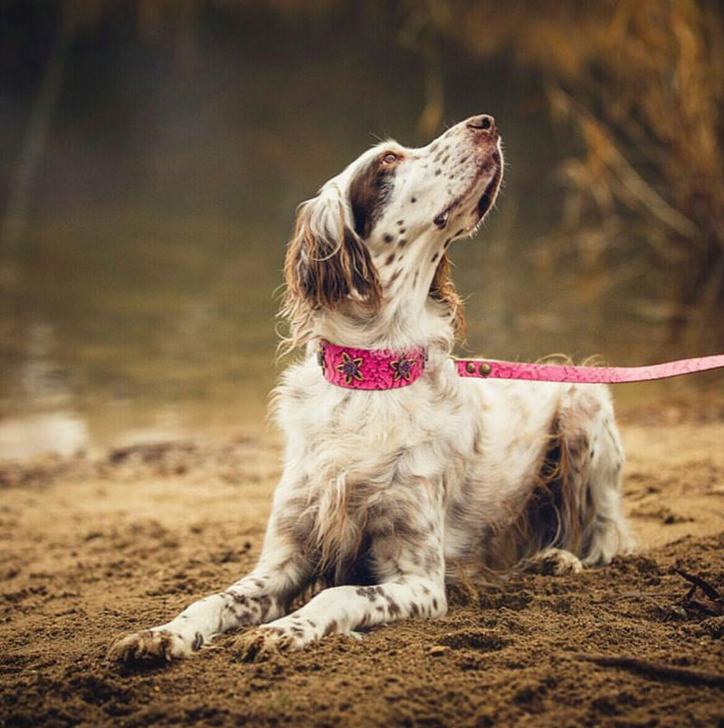 Lotus Dog Collar - BARCELONADOGS