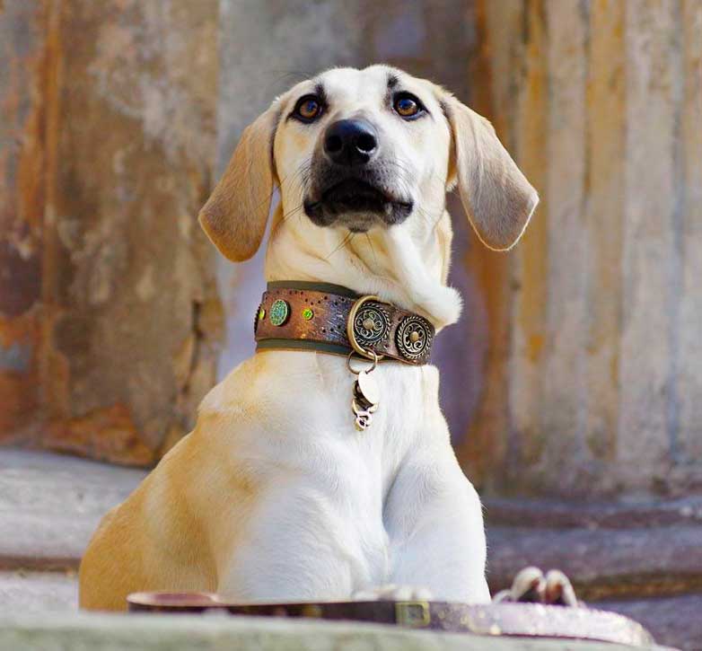 Evergreen Forest Dog Collar - BARCELONADOGS