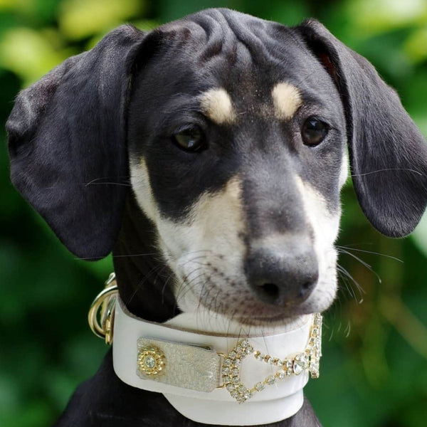 sloughi cachorro talla M