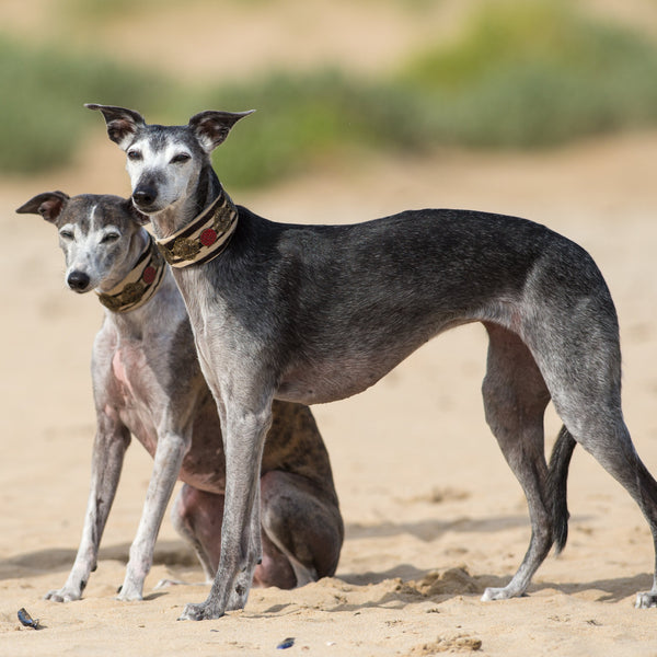 Zebra Filigree Sighthound Collar