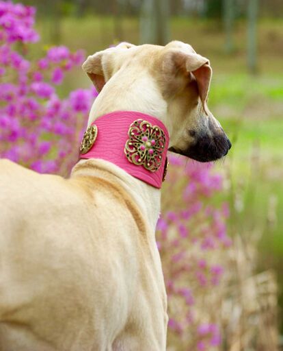 Flower Power Sighthound Collar - BARCELONADOGS