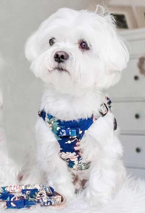 Tropical Navy Dog Harness - BARCELONADOGS