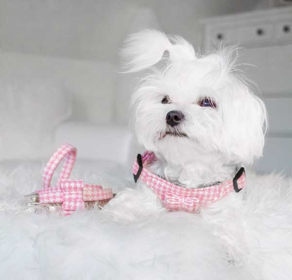 Pink Houndstooth Harness - BARCELONADOGS