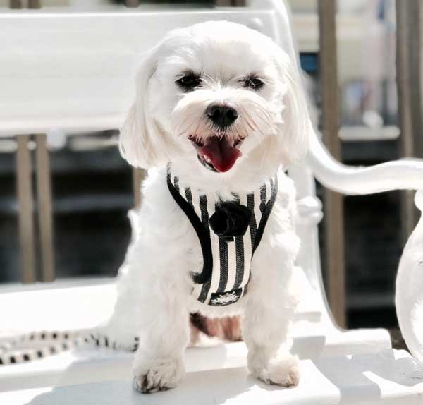 Striped Black & White Harness with Leash - BARCELONADOGS