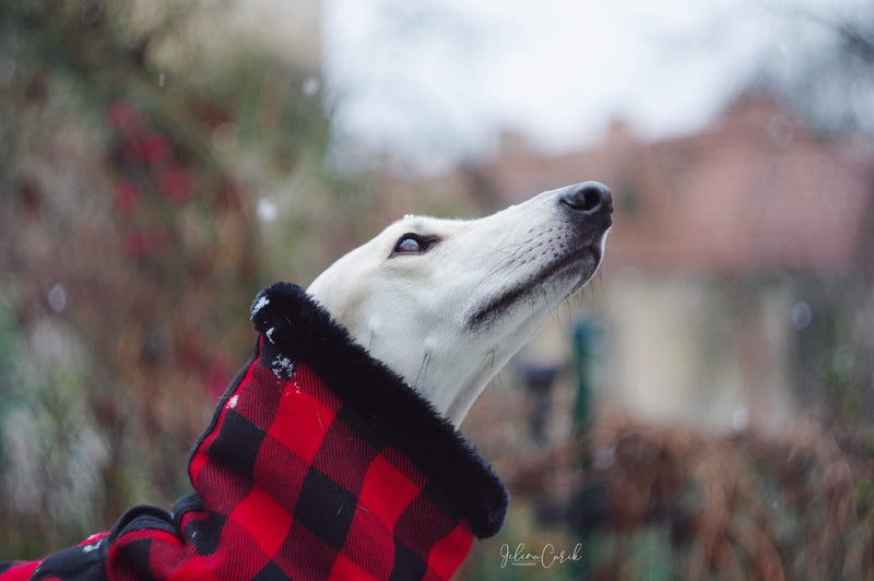 Red Black Buffalo Plaid Coat - BARCELONADOGS