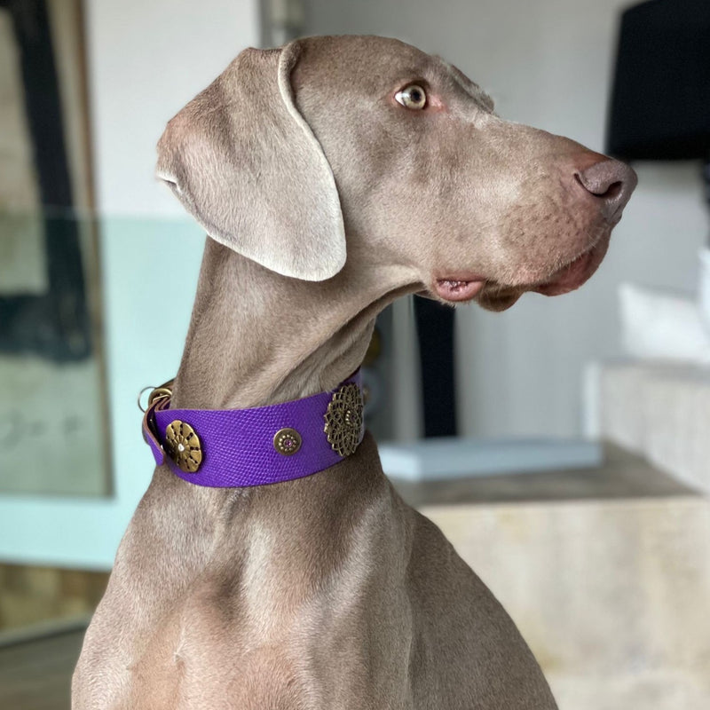 Tribeca Dog Collar