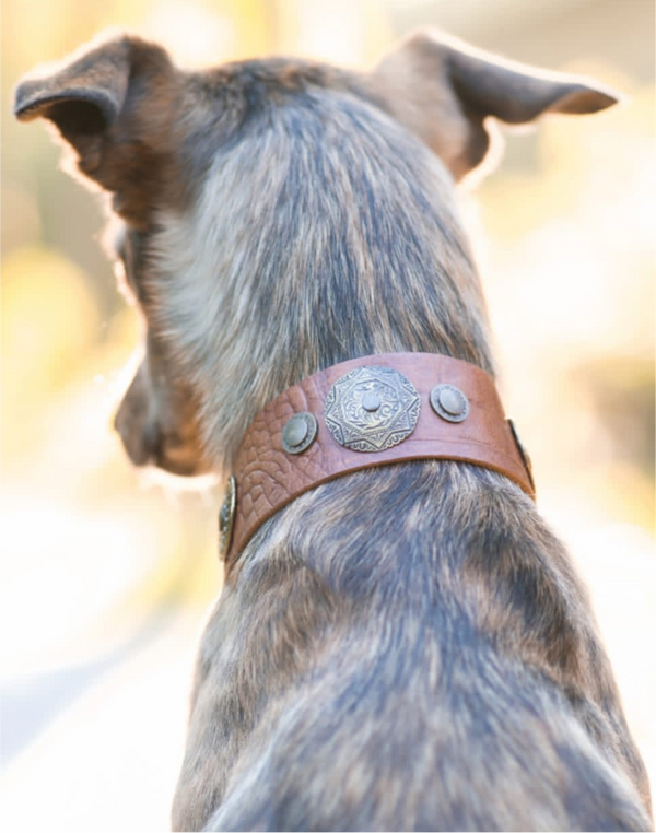 Viking Dog Collar
