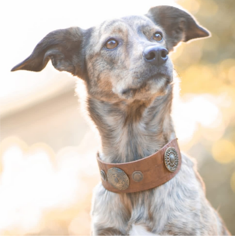 Viking Dog Collar