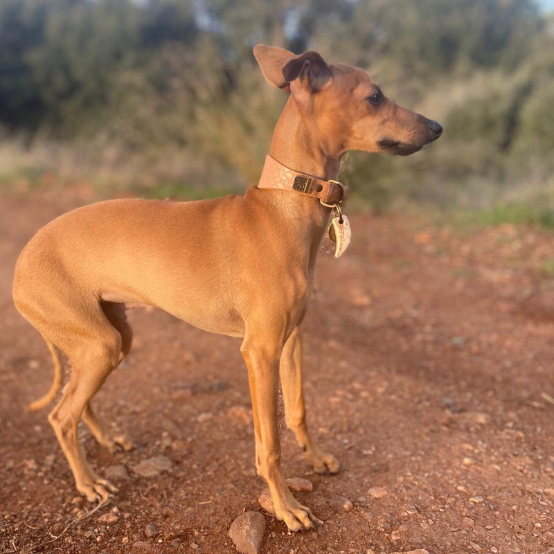 plain italian greyhound collar set - Main Image