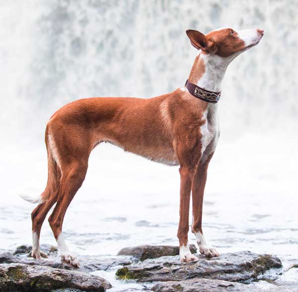 Ivy Blue Dog Collar - BARCELONADOGS