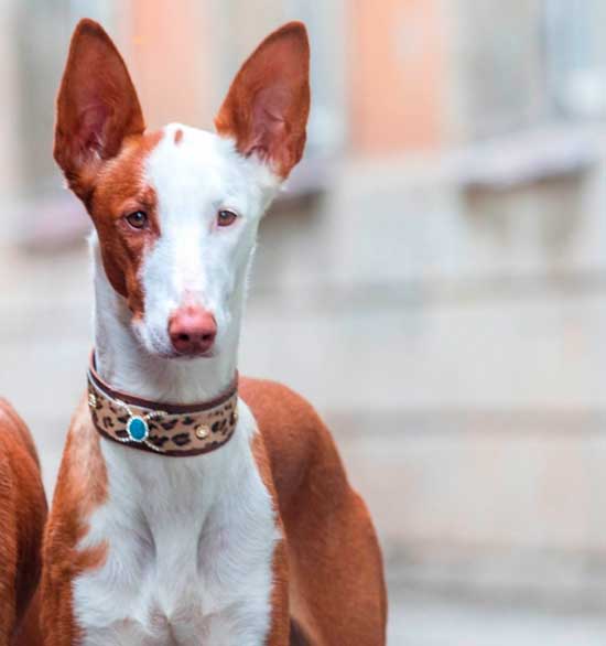 Ivy Blue Dog Collar - BARCELONADOGS