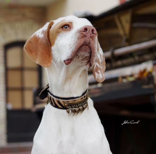 Kwatile Dog Collar - BARCELONADOGS