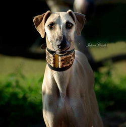 Lazaro Sighthound Collar - BARCELONADOGS