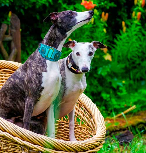 Lazaro Sighthound Collar - BARCELONADOGS