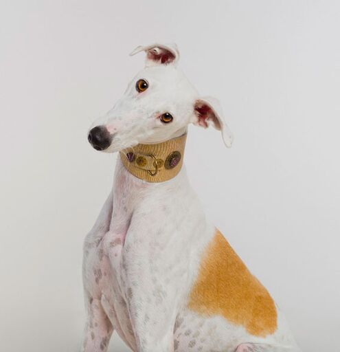 Legend Sighthound Collar - BARCELONADOGS